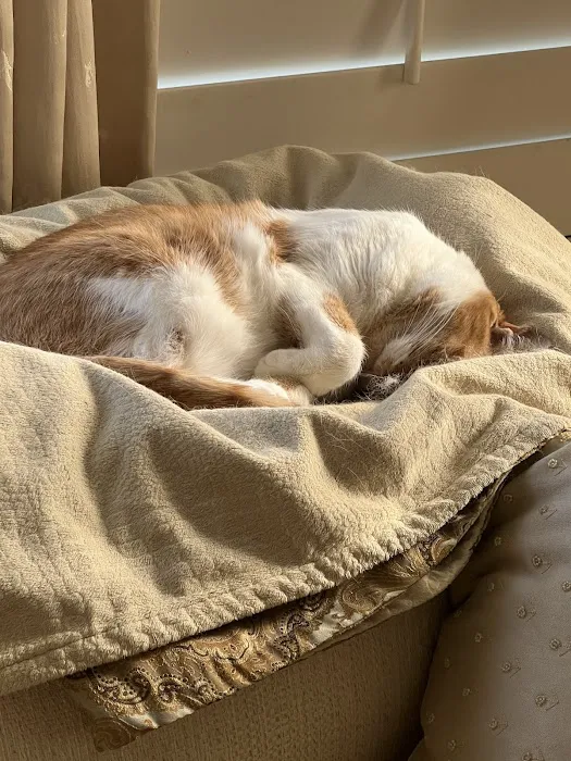 The Cat Doctor Picture 7