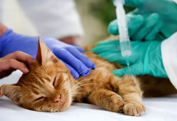 The Cat Doctor Picture 10