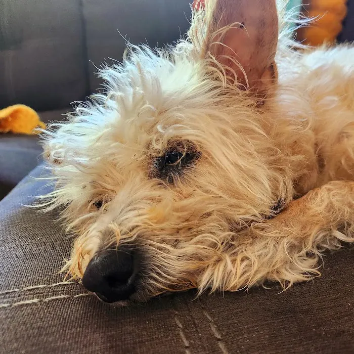 Ohana Pet Hospital Picture 4