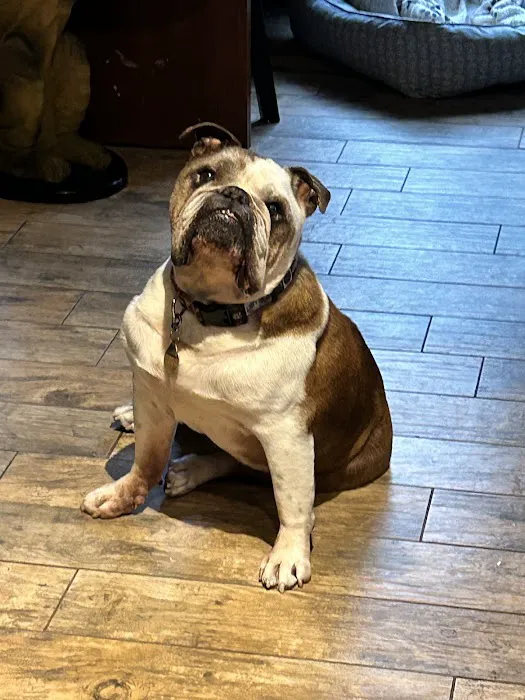 Ohana Pet Hospital Picture 3