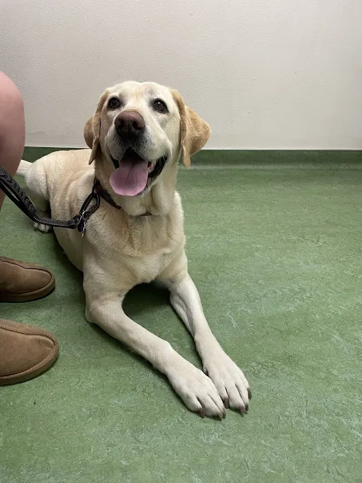 Ohana Pet Hospital Picture 7