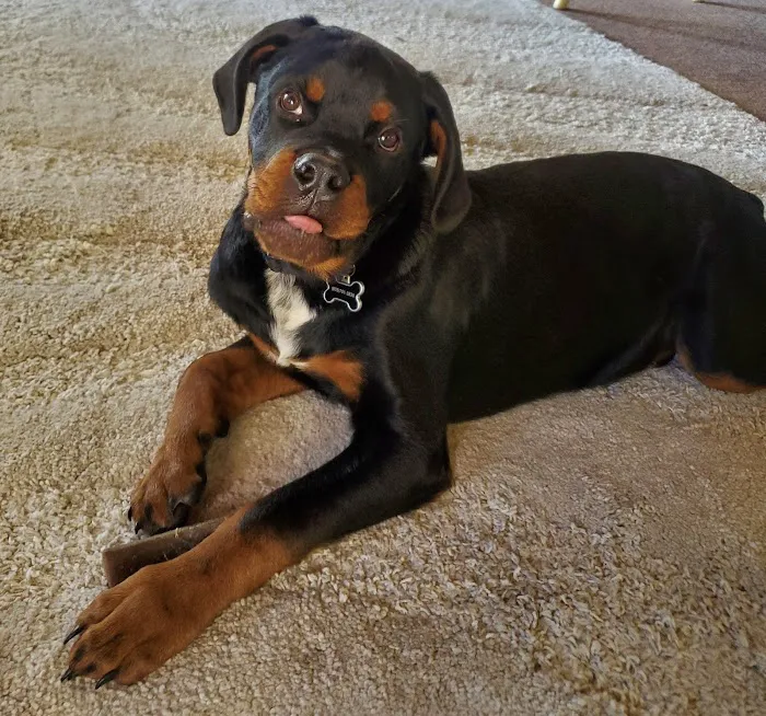 Ohana Pet Hospital Picture 8