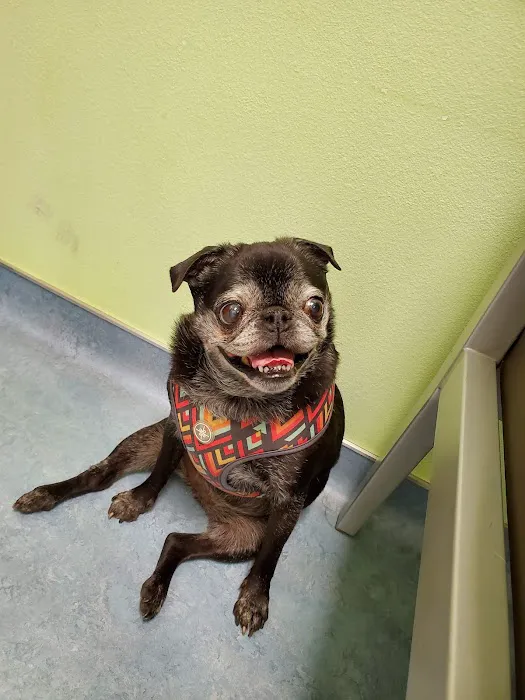 Ohana Pet Hospital Picture 9