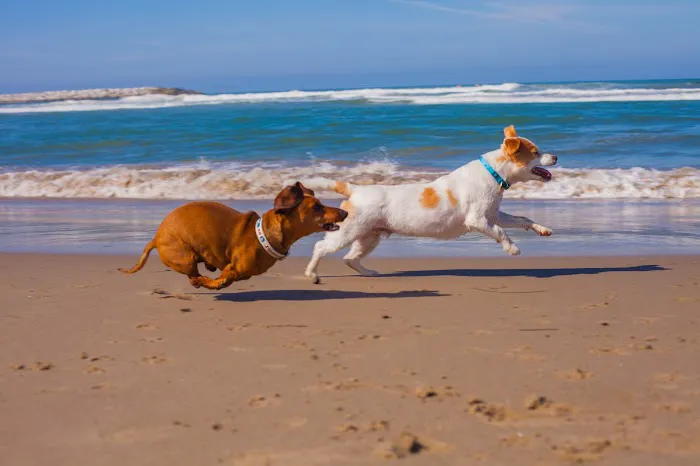 Buena Vet Picture 10