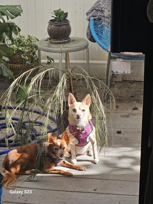 Cornelius Pet Hospital Picture 2