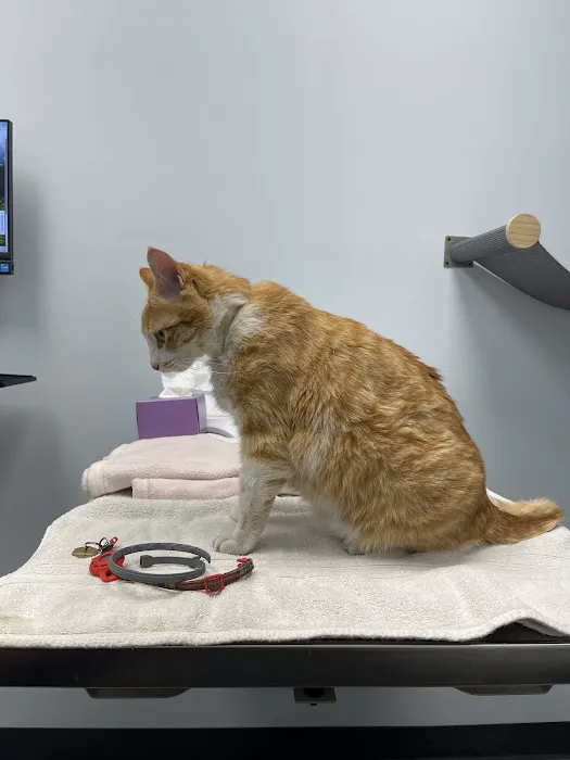 Cornelius Pet Hospital Picture 5