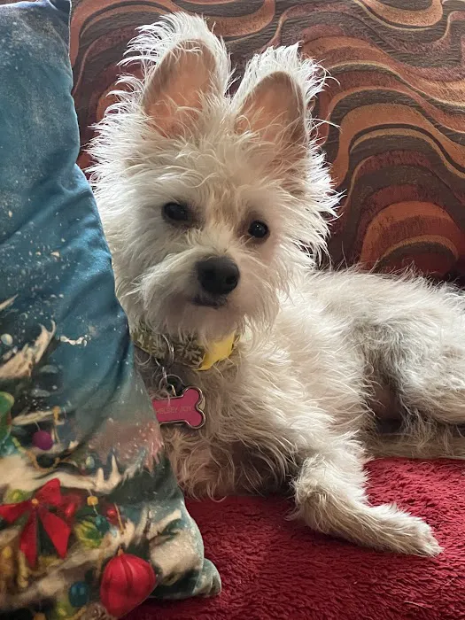 Cornelius Pet Hospital Picture 6