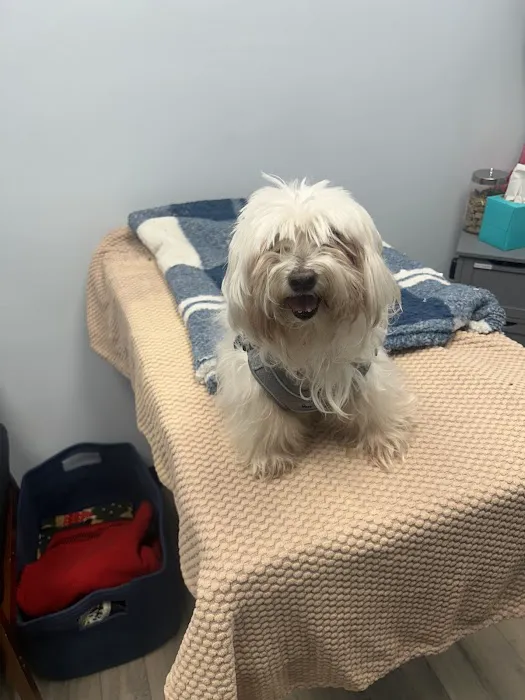 Cornelius Pet Hospital Picture 7