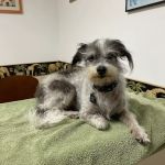 Ventura Veterinary Hospital