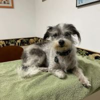 Ventura Veterinary Hospital ico