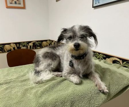 Ventura Veterinary Hospital