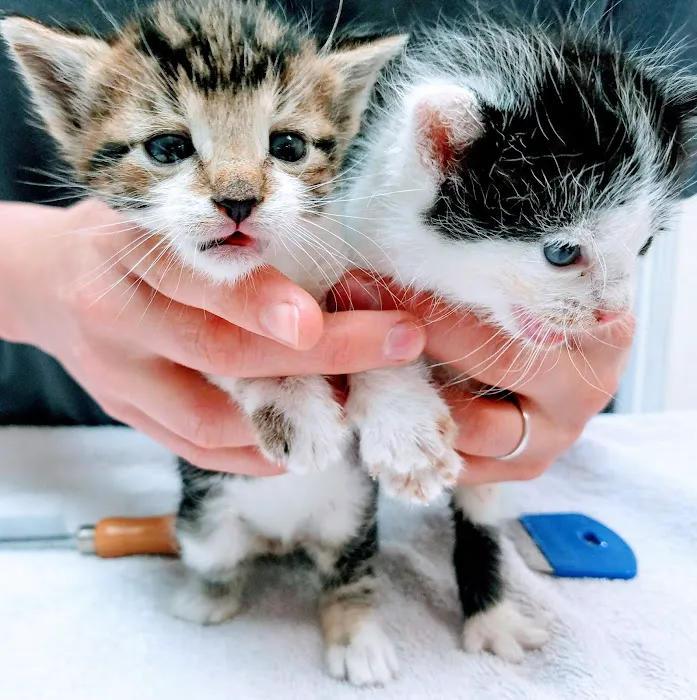 Ventura Veterinary Hospital Picture 4