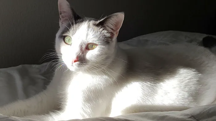 Ventura Veterinary Hospital Picture 6