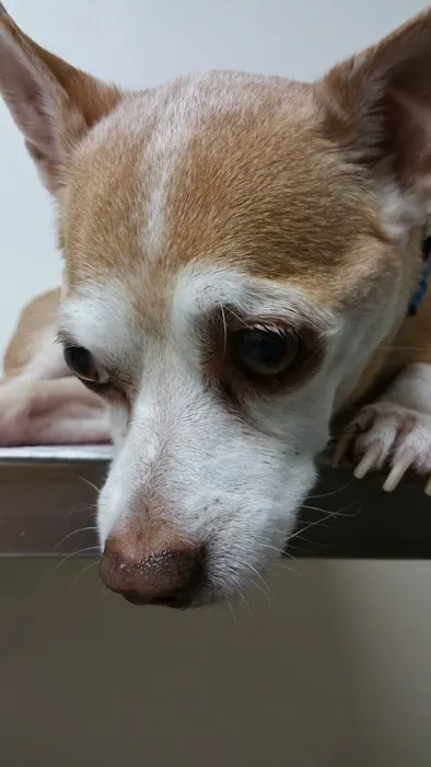 Ventura Veterinary Hospital Picture 5