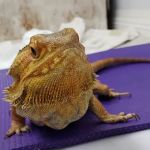 McNeil Veterinary Services