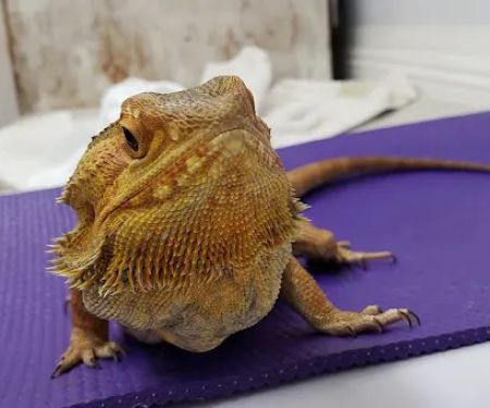 McNeil Veterinary Services