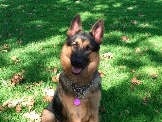 McNeil Veterinary Services Picture 6