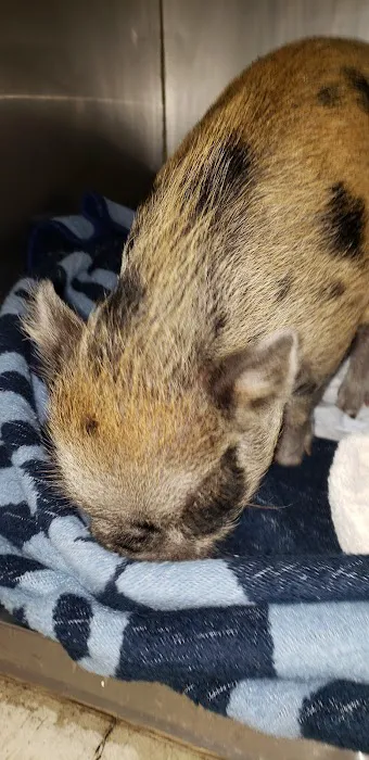 McNeil Veterinary Services Picture 10