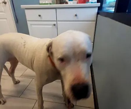 Vail Ranch Veterinary Hospital