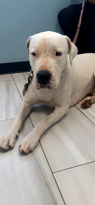 Vail Ranch Veterinary Hospital Picture 2