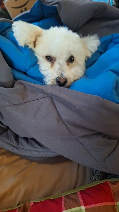 Banfield Pet Hospital Picture 6