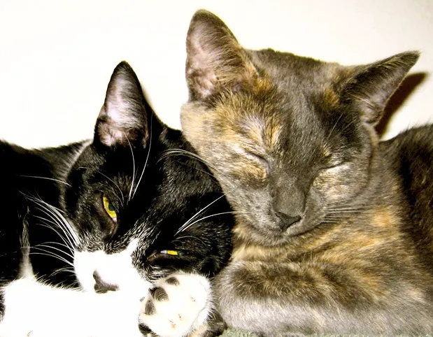 Temecula Creek Veterinary Picture 2