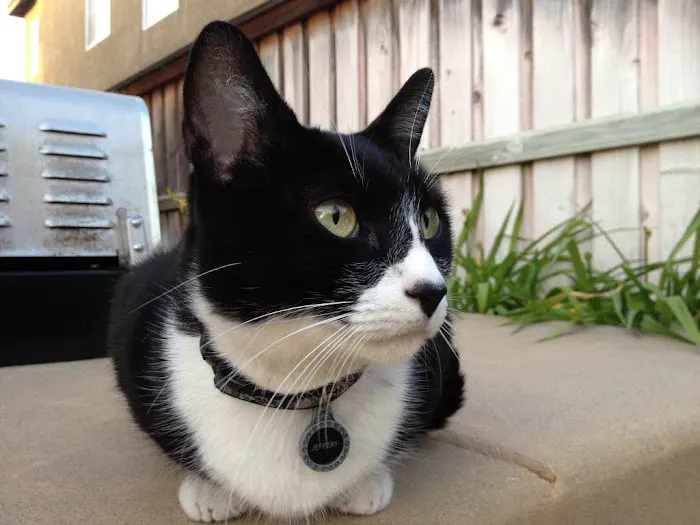 Temecula Creek Veterinary Picture 1