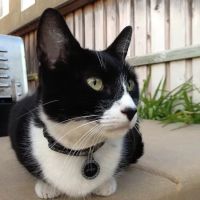 Temecula Creek Veterinary ico