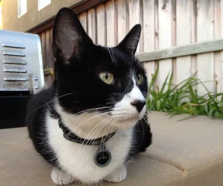 Temecula Creek Veterinary