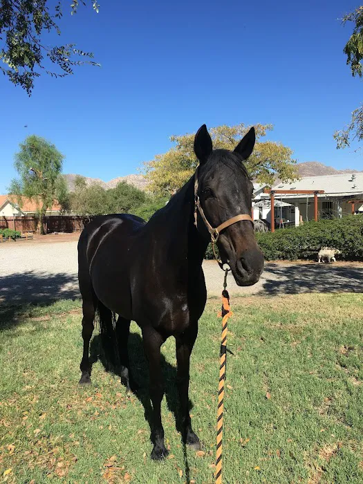 Temecula Creek Veterinary Picture 4