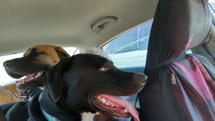 Calvert City Animal Hospital Picture 3