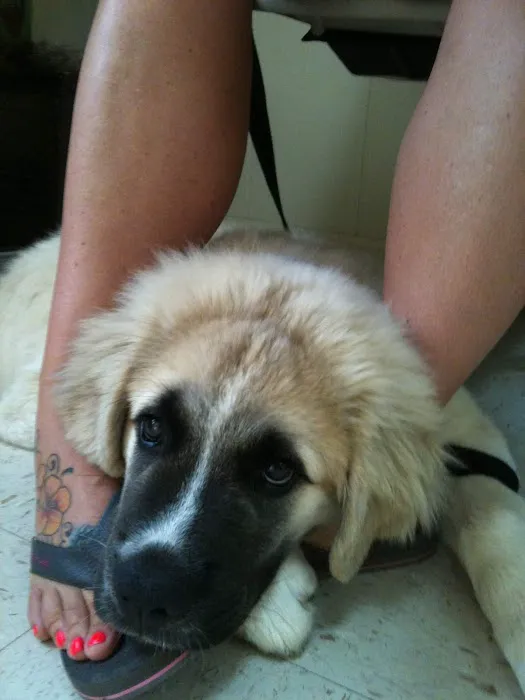 Calvert City Animal Hospital Picture 2