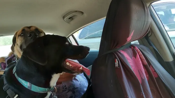 Calvert City Animal Hospital Picture 1