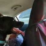 Calvert City Animal Hospital