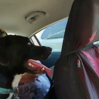 Calvert City Animal Hospital ico