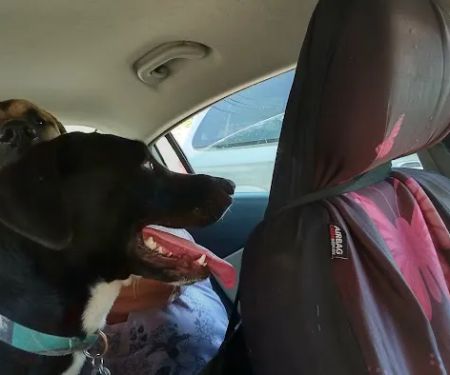 Calvert City Animal Hospital