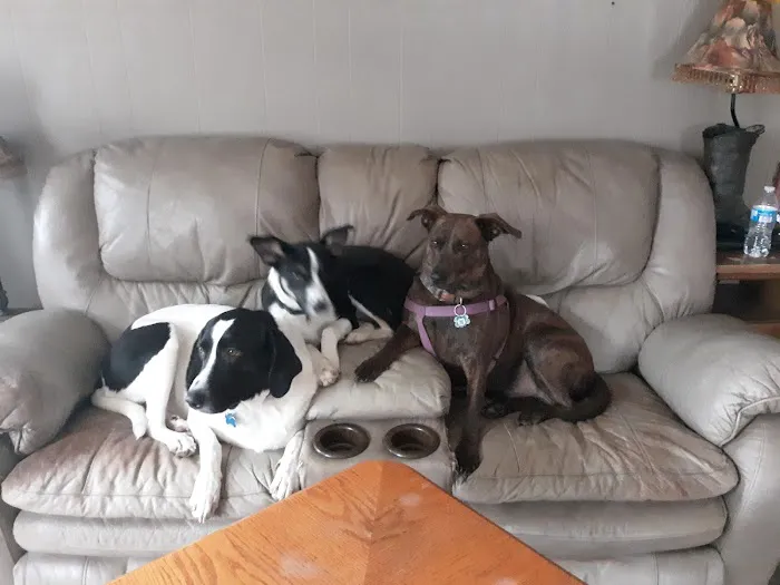 Calvert City Animal Hospital Picture 7