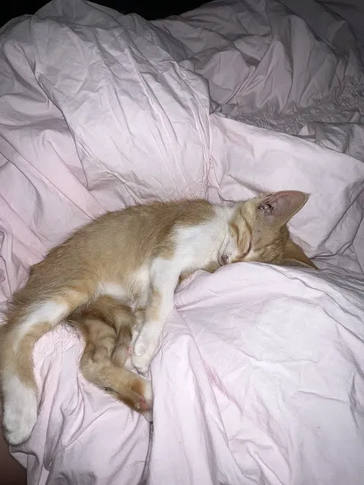 Lakeland Animal Hospital Picture 3