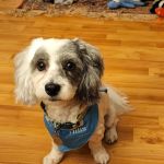 Lakeland Animal Hospital