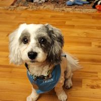 Lakeland Animal Hospital ico