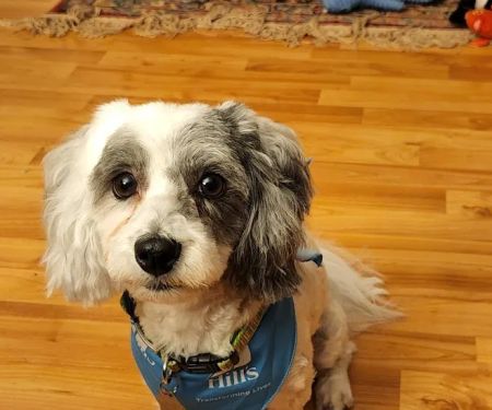 Lakeland Animal Hospital