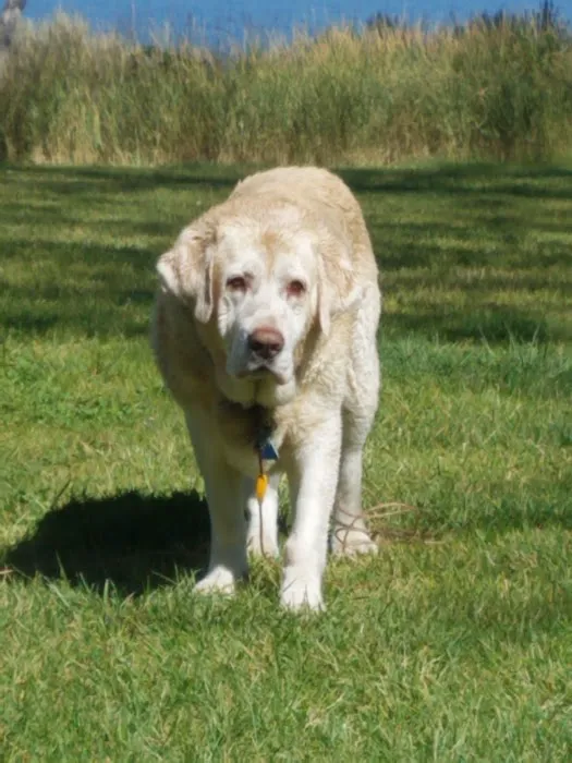 Companion Animal Hospital. Paul Jaco DVM Picture 1