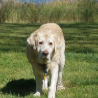 Companion Animal Hospital. Paul Jaco DVM ico