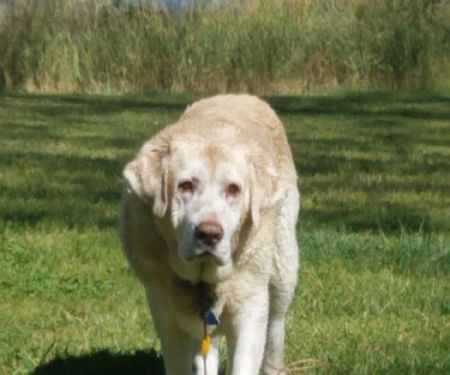 Companion Animal Hospital. Paul Jaco DVM