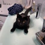 Companion Animal Hospital