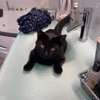 Companion Animal Hospital ico