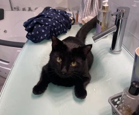 Companion Animal Hospital