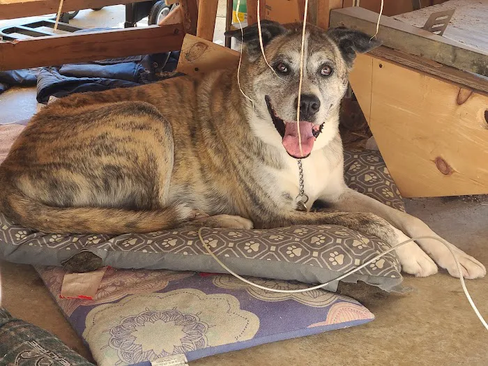 Companion Animal Hospital Picture 2