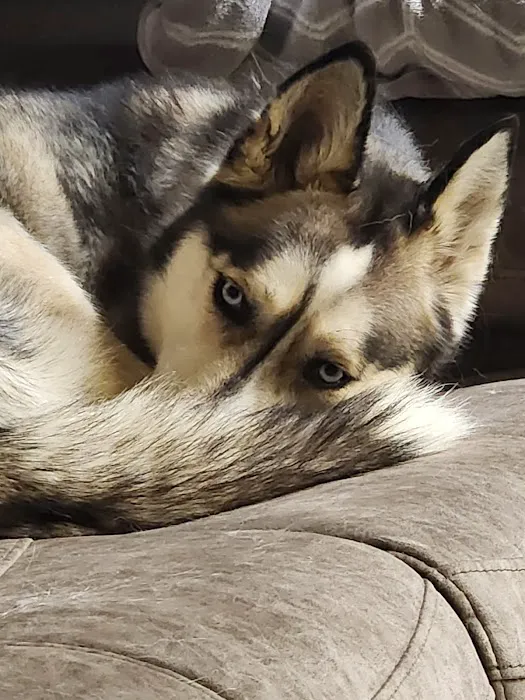 Companion Animal Hospital Picture 5