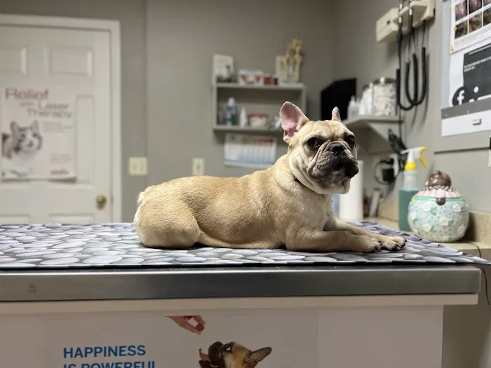 Companion Animal Hospital Picture 3